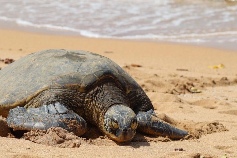 Oahu: Oahu Ultimate Grand Circle Island Tour - Starting behind Waikiki’s Hyatt Regency