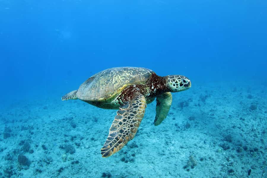 Oahu: Off road Stand-Up ATV and Sunset Snorkel Cruise - Getting from Coral Crater to Ko Olina Marina