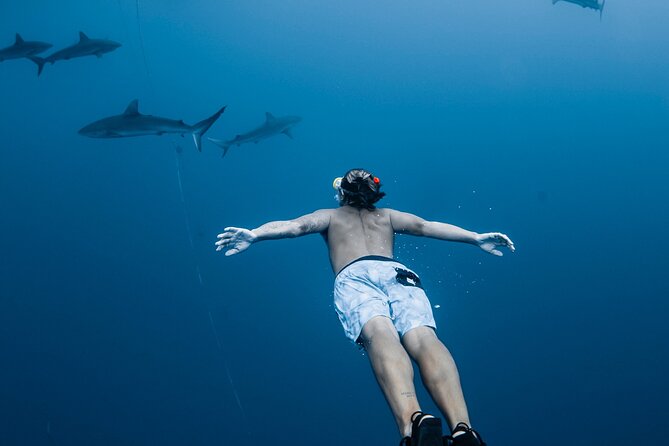 Oahu Open Water Shark Diving Experience - Key points to know before booking