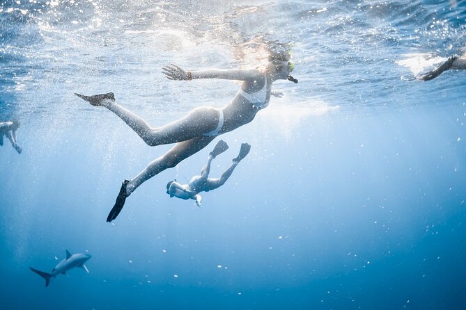 Oahu Open Water Shark Diving Experience - Meeting Deep Blue Eco Tours in Haleiwa