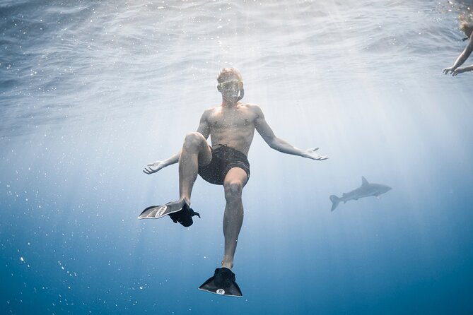 Oahu Open Water Shark Diving Experience - The crew, safety talk, and personal attention