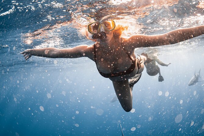 Oahu Open Water Shark Diving Experience - Underwater photography and what it adds