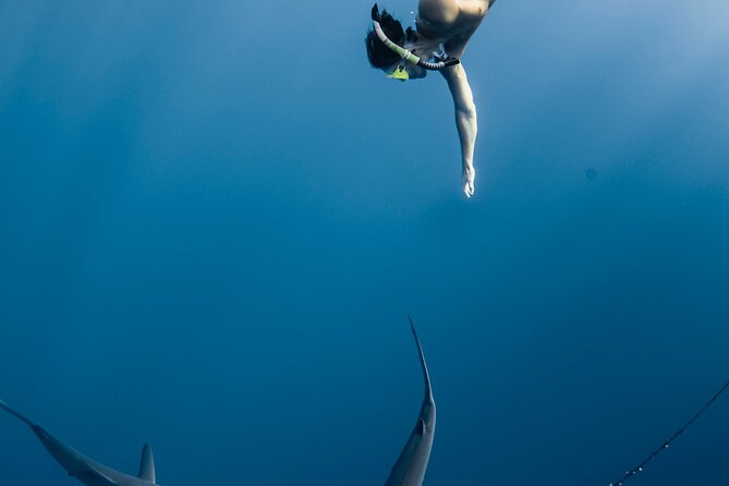 Oahu Open Water Shark Diving Experience - Boat conditions, weather, and the best time to go
