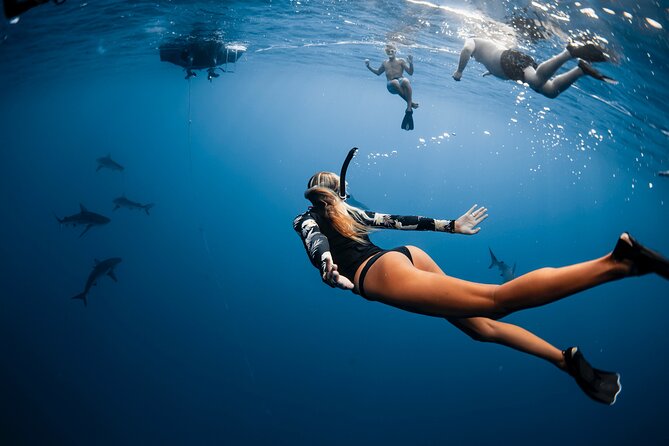 Oahu Open Water Shark Diving Experience - Is the $150 price fair?