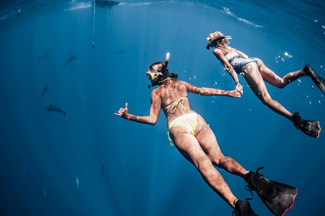 Oahu Open Water Shark Diving Experience - Who should book this experience?