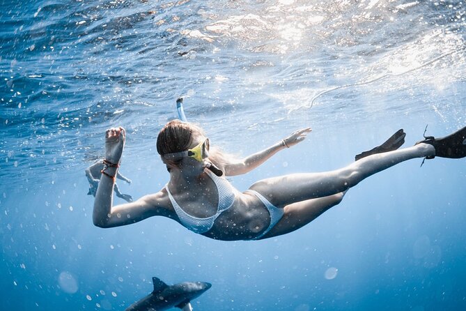 Oahu Open Water Shark Diving Experience - Haleiwa, North Shore, and the route out to sea