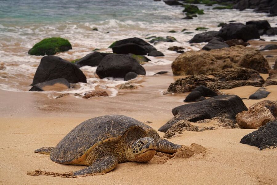 Oahu: Private Best of Oahu Sightseeing Tour - Booking advice for a smoother day
