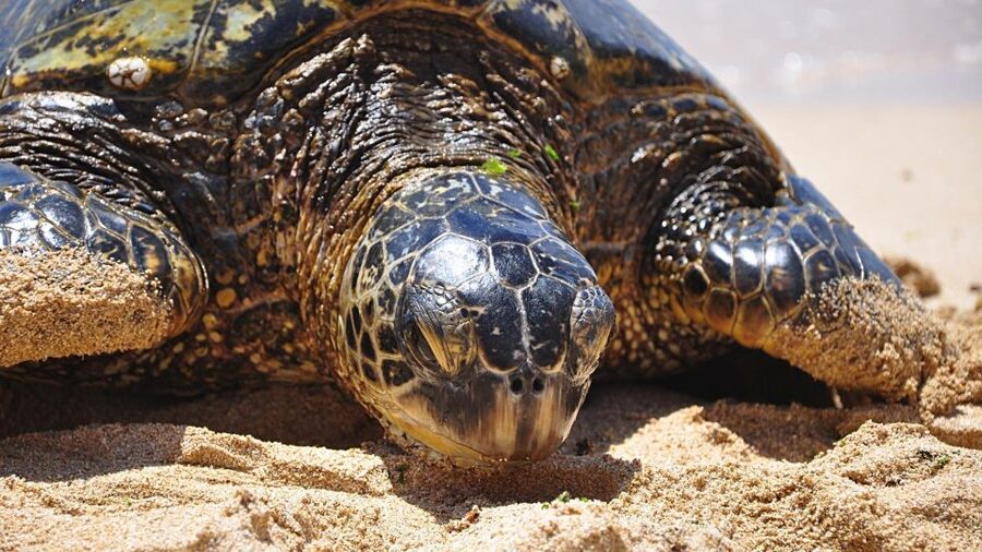 Oahu: Private Custom Island Tour - Key points to know before booking