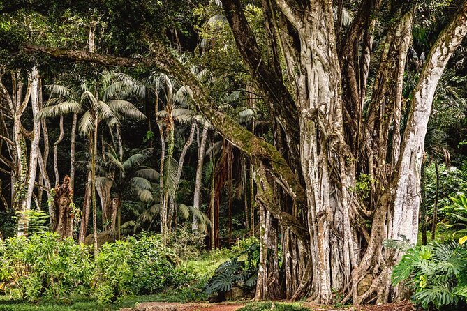 Oahu Private Tour North Shore, Waimea Falls and Dole Plantation - Walking to Waimea Falls