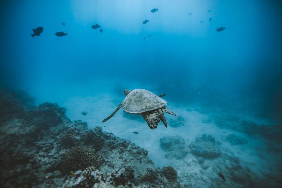 Oahu: Private Turtle Snorkeling with Customizable Itinerary - Diamond Head views from the water