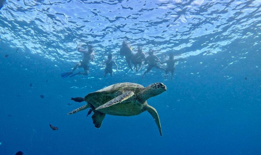 Oahu: Private Turtle Snorkeling with Customizable Itinerary - Watching for dolphins, whales, and monk seals