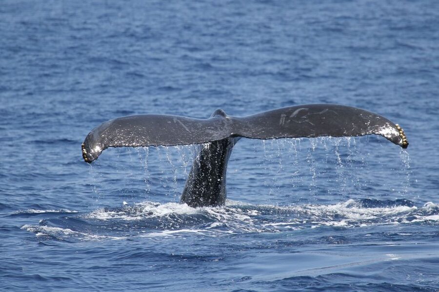 Oahu: Seasonal Whale Watch Cruise - Key points to know before booking