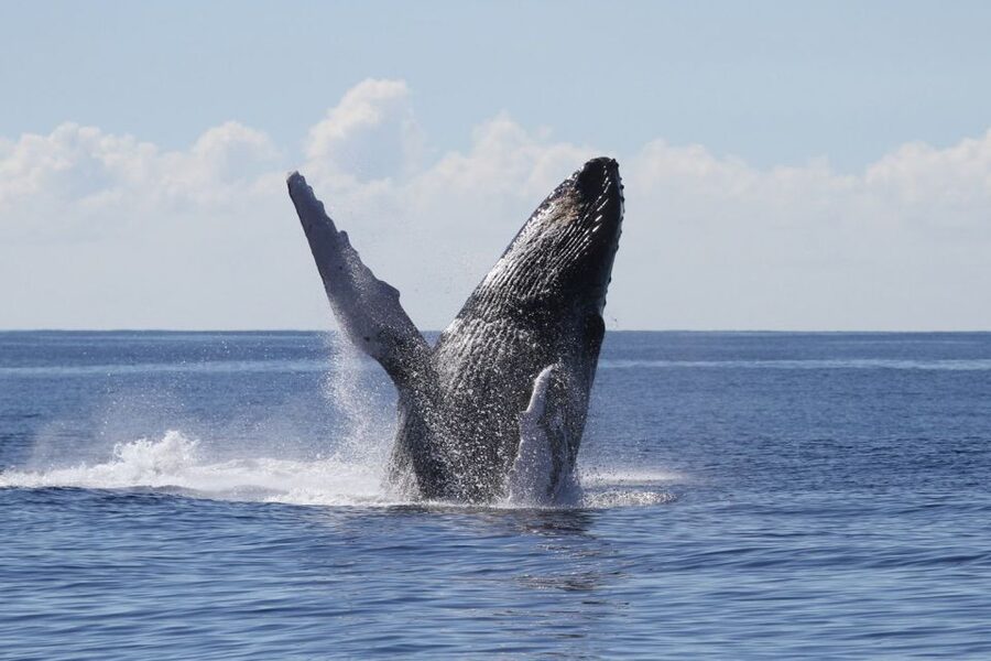 Oahu: Seasonal Whale Watch Cruise - Leaving from Pier 6 at Aloha Tower