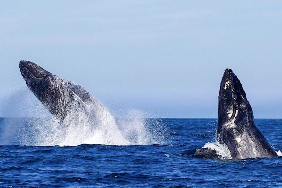 Oahu: Seasonal Whale Watch Cruise - Why Hawaii’s humpbacks matter