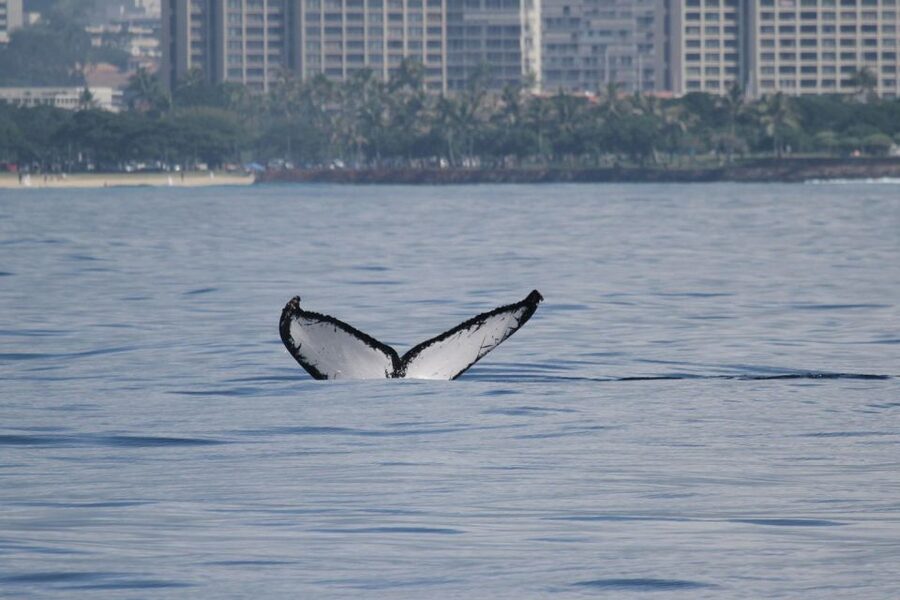 Oahu: Seasonal Whale Watch Cruise - The sightings you might remember