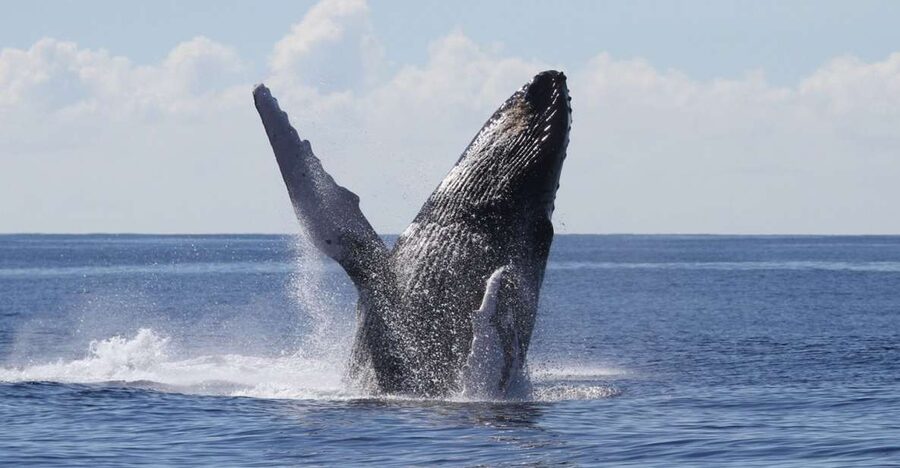 Oahu: Seasonal Whale Watch Cruise - A 150-minute search off Oahu’s south shore