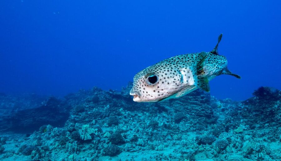 Oahu: Shallow Reef Scuba Dive for Certified Divers - Two shallow reefs, one useful half-day