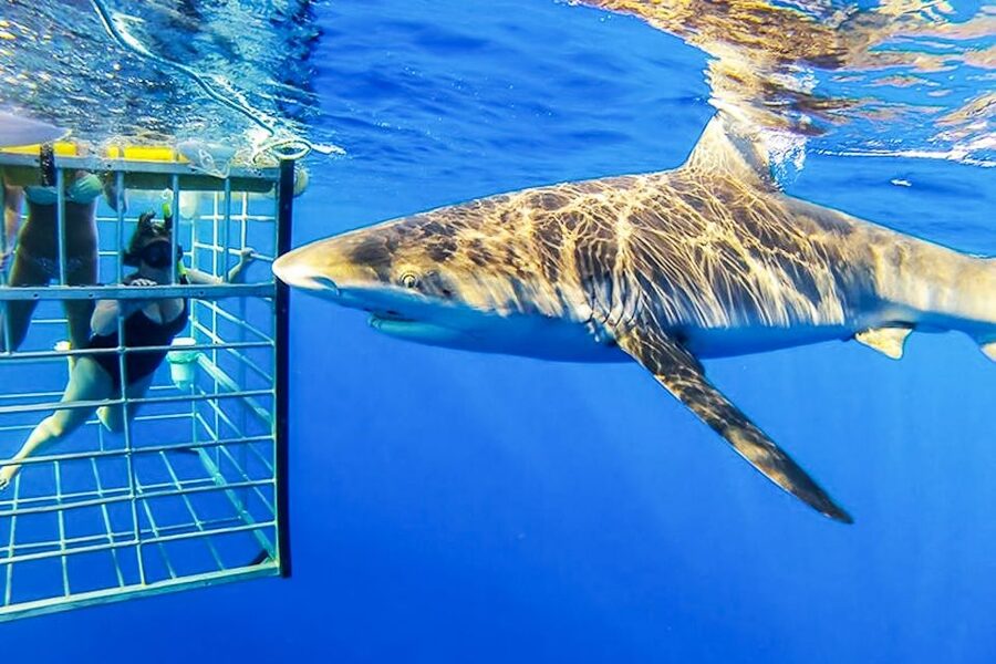 Oahu: Shark Cage Dive on the North Shore - Tips for getting the best experience