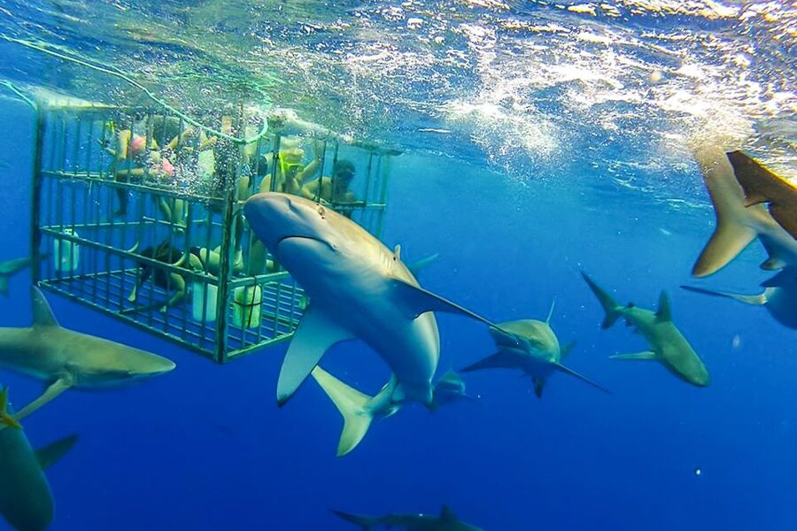 Oahu: Shark Cage Dive on the North Shore - From Haleiwa Harbor to the shark grounds