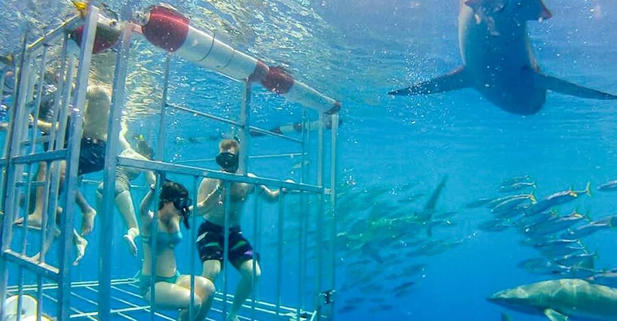Oahu: Shark Cage Dive on the North Shore - Why Galápagos sharks make this encounter special