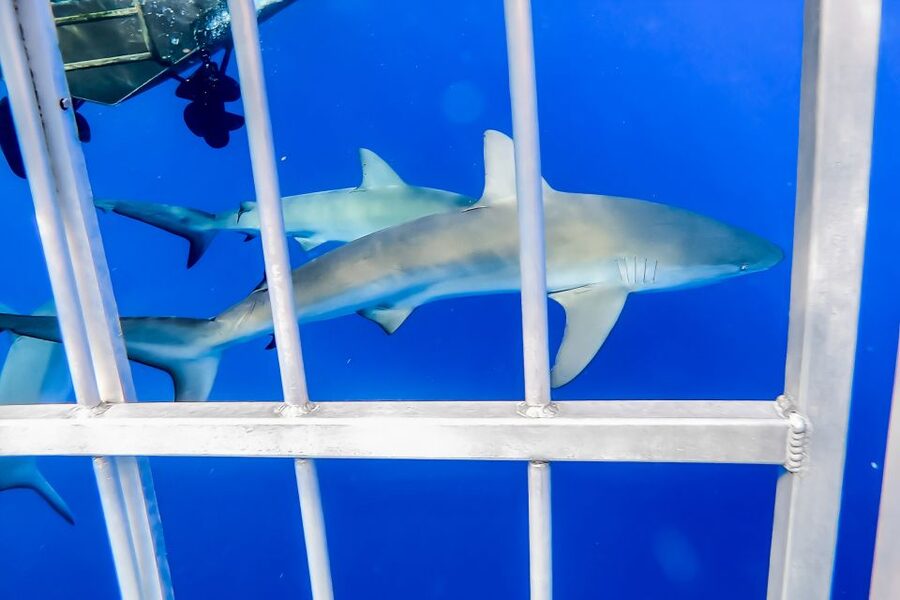 Oahu: Shark Cage Dive on the North Shore - Wildlife beyond the sharks