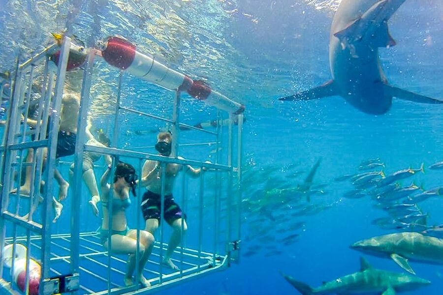 Oahu: Shark Cage Dive on the North Shore - The crew and the safety routine