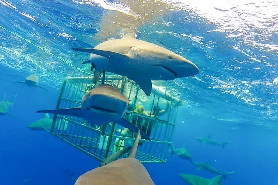 Oahu: Shark Cage Dive on the North Shore - Rough water, motion sickness, and comfort
