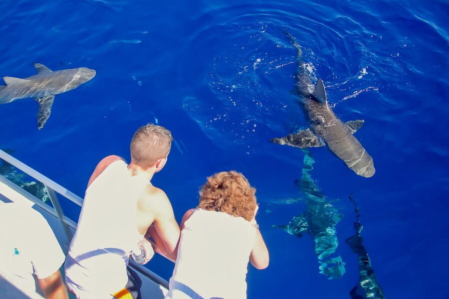 Oahu: Shark Cage Dive on the North Shore - Is $99 a good value?