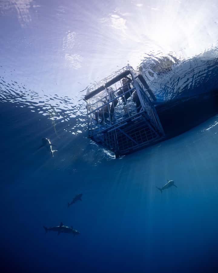 Oahu: Shark Cage Diving Experience - Leaving the harbor for Oahu’s open sea
