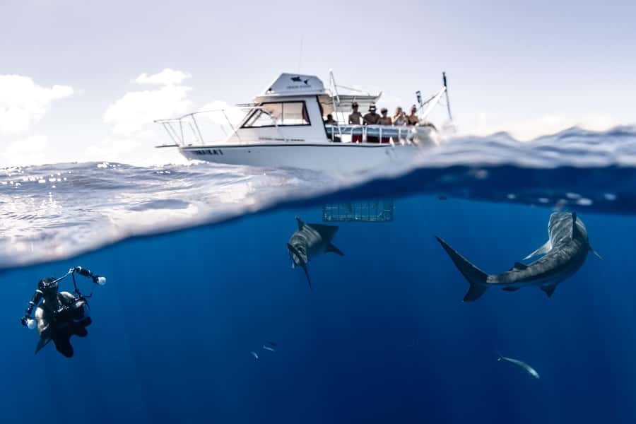 Oahu: Shark Cage Diving Experience - Meeting Galapagos and sandbar sharks