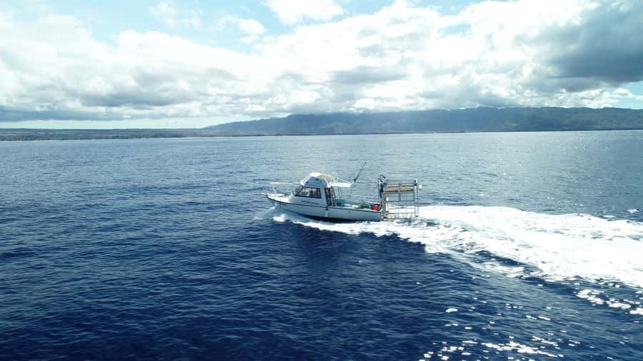 Oahu: Shark Cage Diving Experience - The talk about sharks, culture, and research