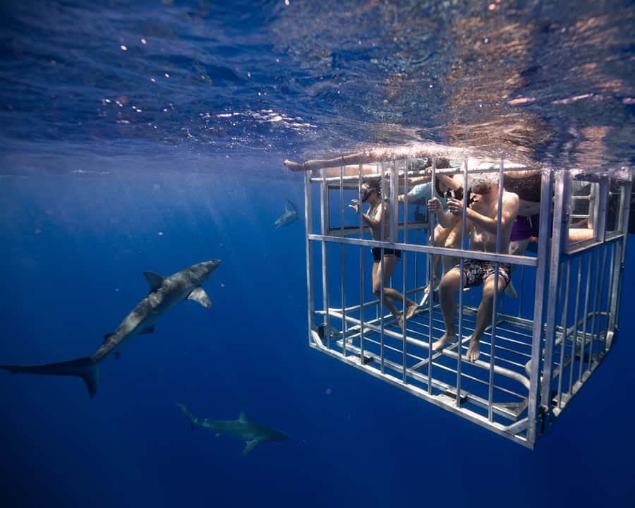 Oahu: Shark Cage Diving Experience - The real issue is the Pacific swell