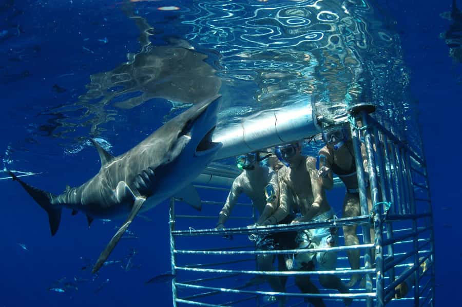 Oahu: Shark Cage Diving Experience - Who will enjoy this cage encounter?
