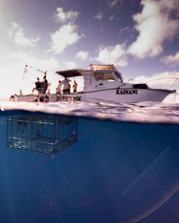 Oahu: Shark Cage Diving Experience - Why the safety cage changes the experience