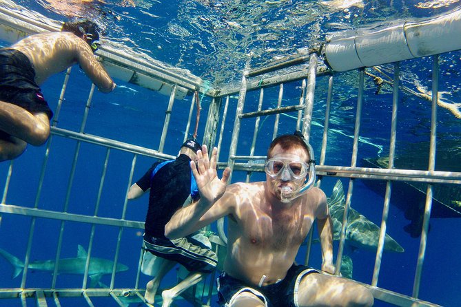 Oahu Shark Dive - From Haleiwa Harbor to the open Pacific