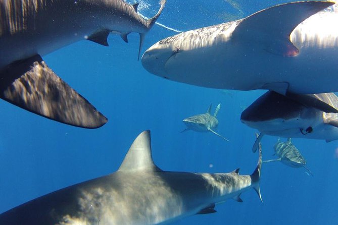 Oahu Shark Dive - Staying on the boat can still be a full experience
