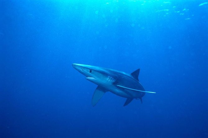 Oahu Shark Dive - Rough water is the main factor to weigh