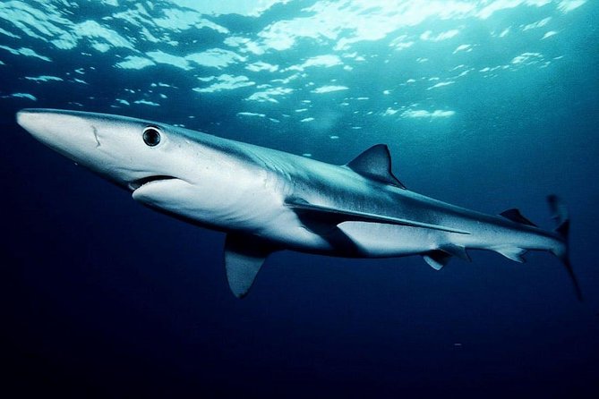 Oahu Shark Dive - What the $99.48 price really covers