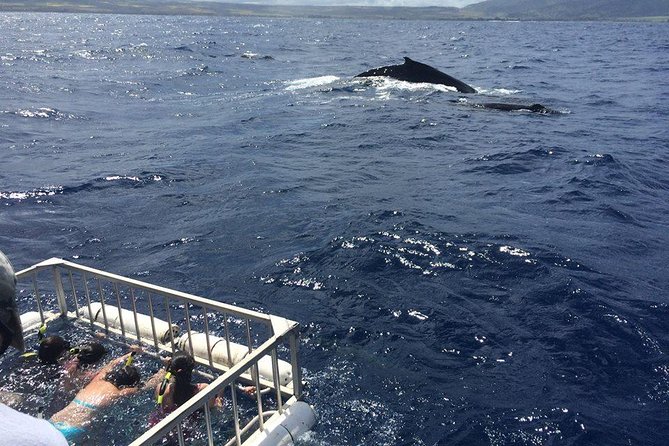 Oahu Shark Dive - Who will enjoy this North Shore outing most