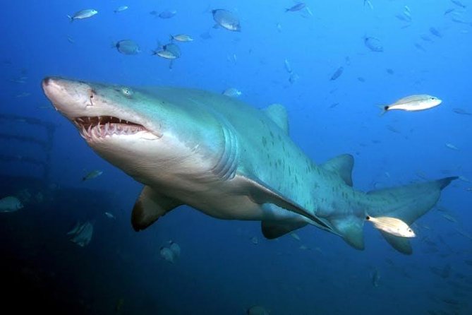 Oahu Shark Dive - Small details that make the trip easier