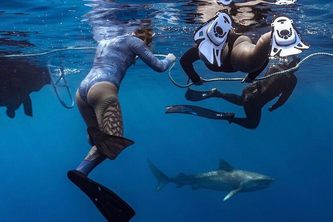 Oahu Shark Dive Educational Tour (No cage) - The Boat Leaves from Haleʻiwa Harbor