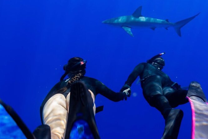 Oahu Shark Dive Educational Tour (No cage) - A Safety Briefing Before You Enter