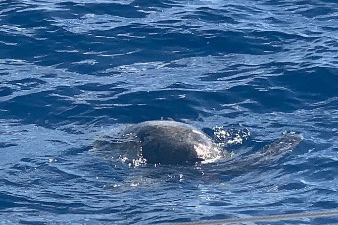 Oahu Small Group Snorkel Tour with Yacht Cruise - FAQ
