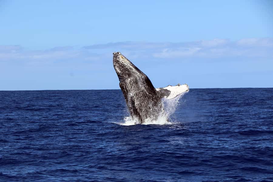Oahu: Snorkeling & Dolphin Watch Cruise with Hawaiian Buffet - Snorkeling with turtles and reef life