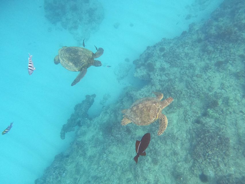 Oahu Snorkeling with Turtles, Water Scooter, Paddleboard - Why Turtle Canyon makes this outing worth considering