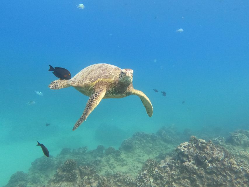 Oahu Snorkeling with Turtles, Water Scooter, Paddleboard - What the $120 price really covers