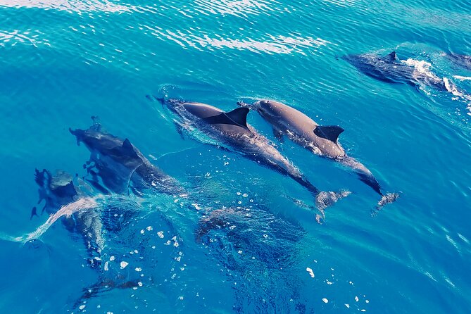 Oahu: Swim with Dolphins on the West Coast - A morning on Oahu’s less-visited west coast