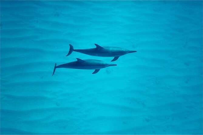 Oahu: Swim with Dolphins on the West Coast - The real cost of a $187.43 outing