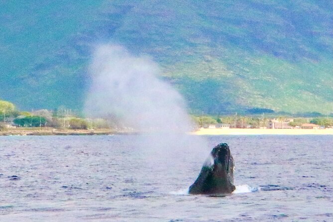 Oahu: Swim with Dolphins on the West Coast - Pickup timing and the long ride from Waikiki