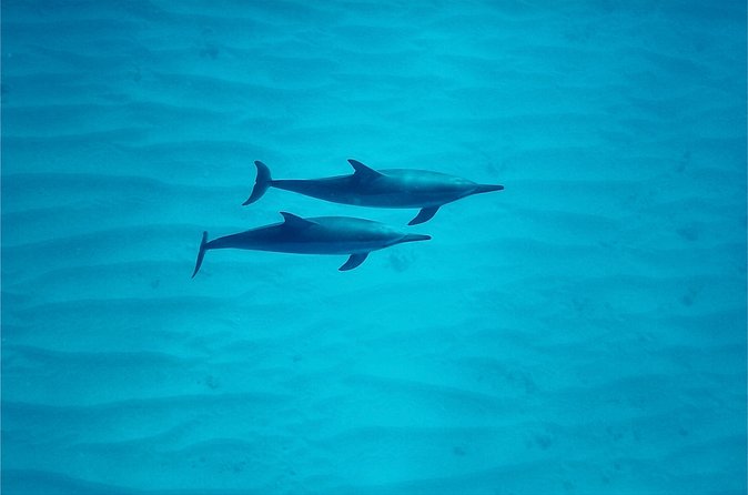 Oahu: Swim with Dolphins on the West Coast - Who should book this west-coast dolphin tour